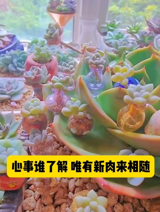数不完的黑腐和化水 种植小技巧 多肉植物养护小常识 养护小知识