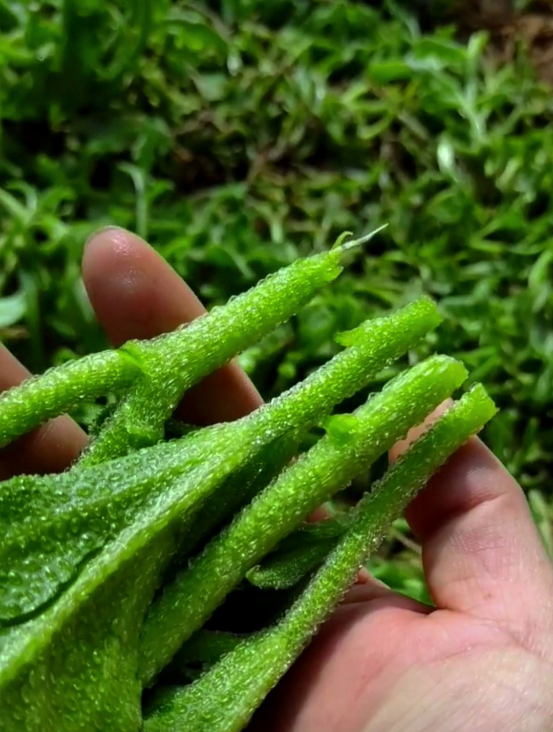 被称为贵族蔬菜的水晶冰菜,自带咸味且全身结满冰晶,产量高!