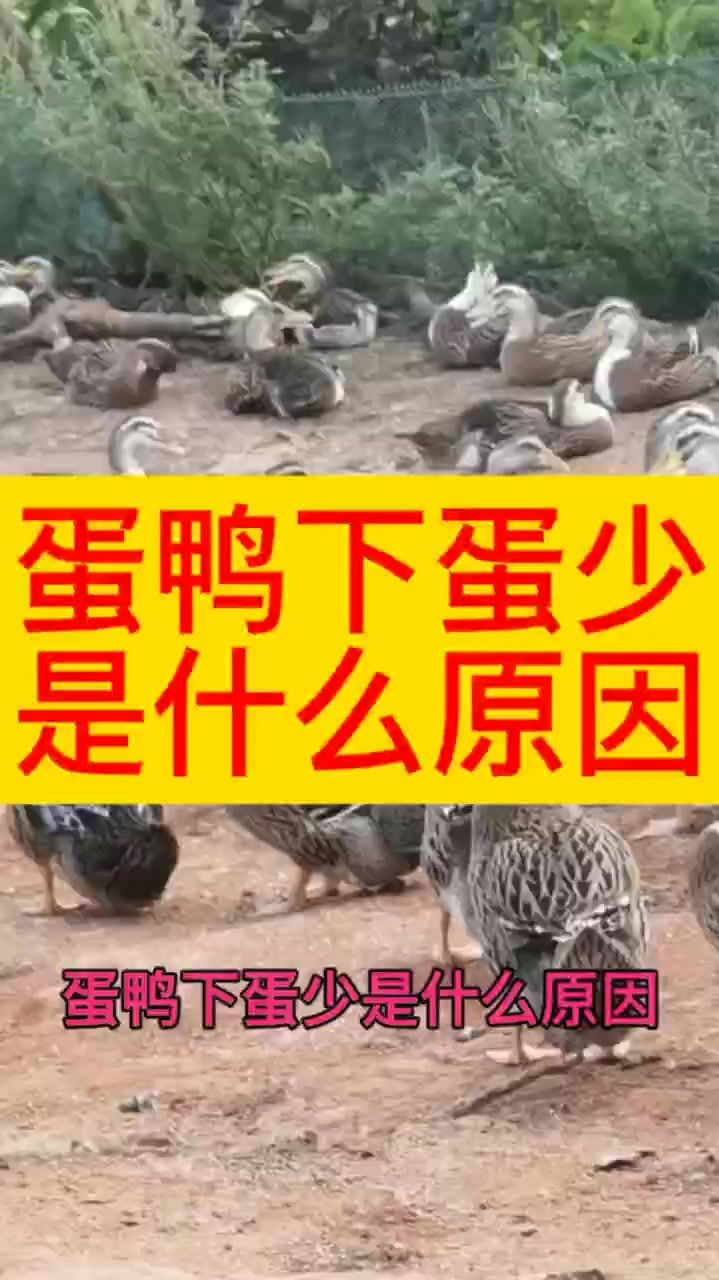 如何提高蛋鸭产蛋率 鸭子怎样喂才会产蛋多蛋鸭掉蛋严重是什么问题 鸭子掉蛋是什么原因