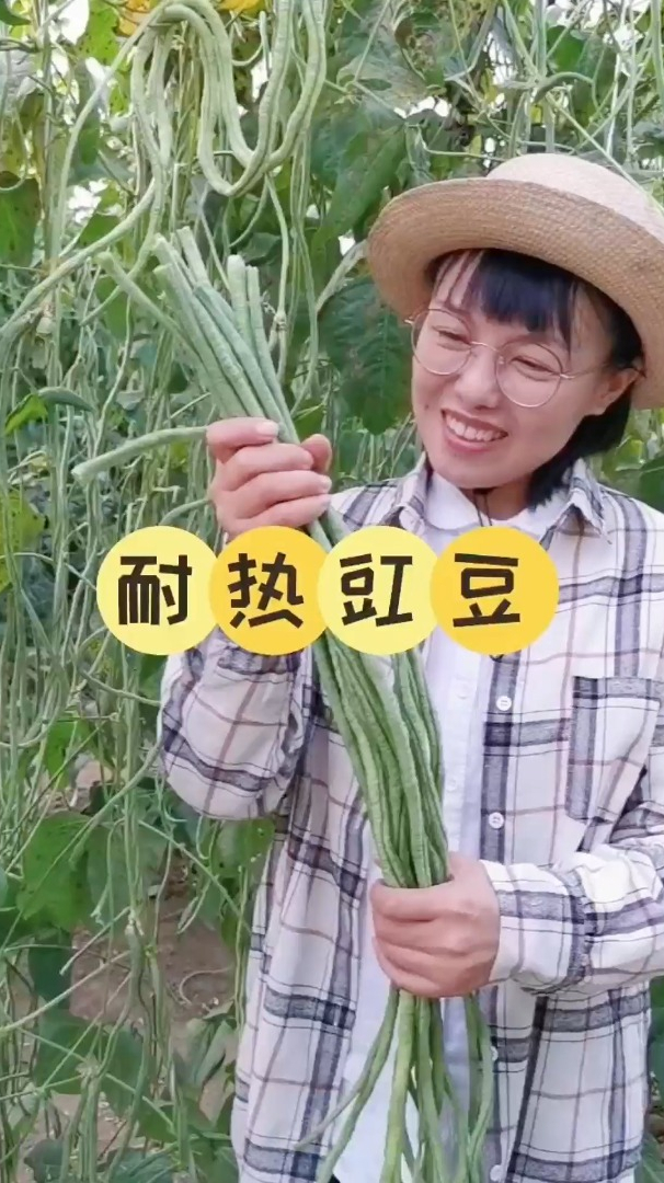天越热长的越好,耐热的“摘不败”豇豆,种了它一个夏季都不愁