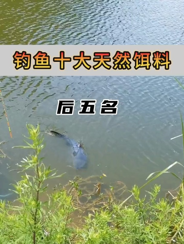 鱼喜欢吃什么呢?这5种天然饵料,才是大鱼最喜欢爱的食物!