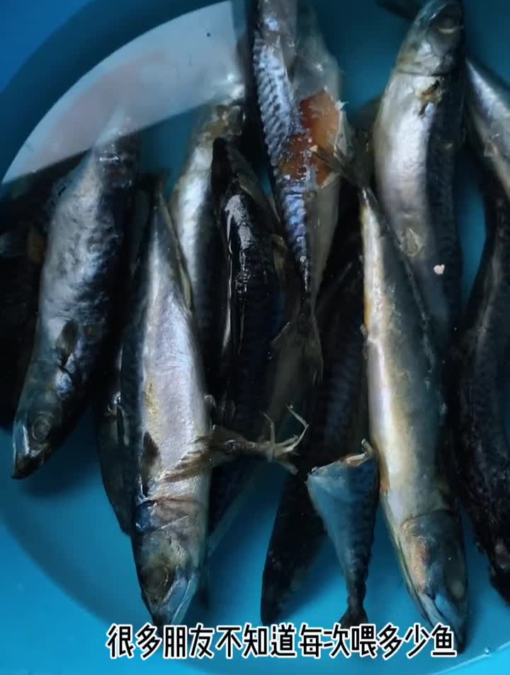 给大家看一下,每次给鲨鱼喂多少食物鲨鱼喂食
