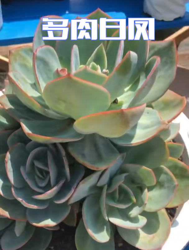 多肉植物白凤,一天带你认识一个品种