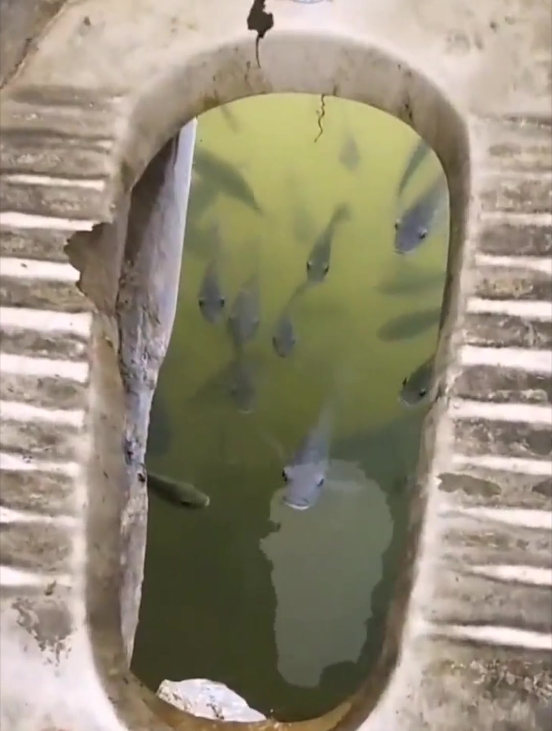 野钓最佳钓位打窝都免了，这坑位羡煞多少钓友，此般钓鱼空军都难