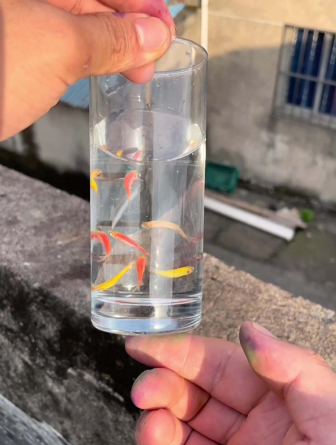 我居然真的做出了七彩小鱼 这些小鱼也太漂亮了吧