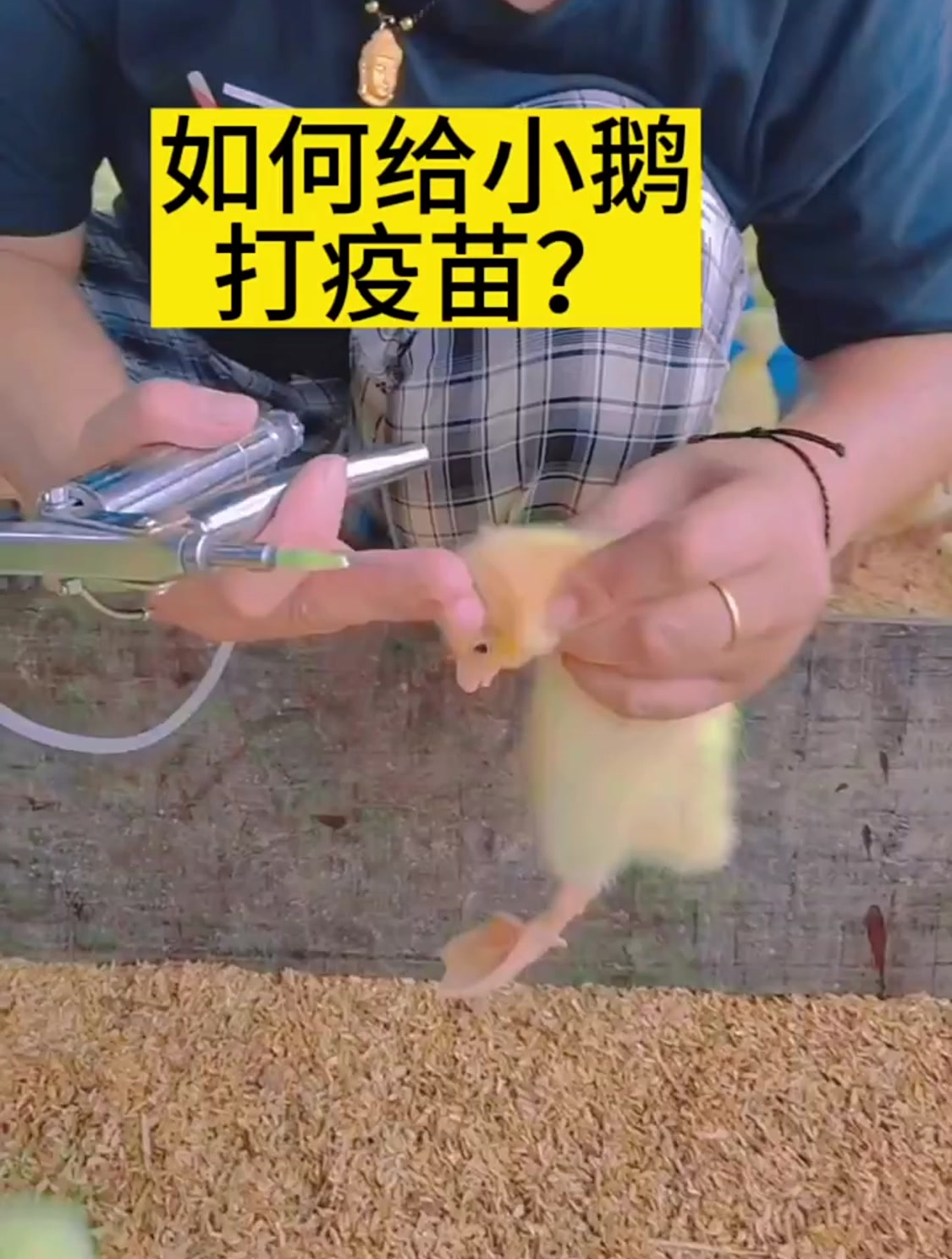 如何给小鹅打疫苗