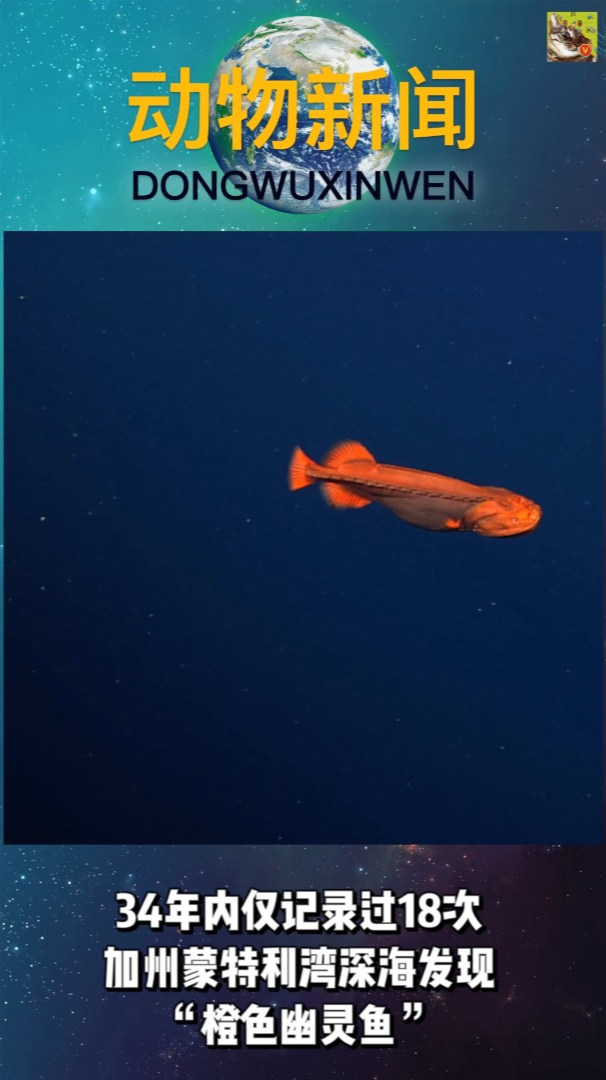 34年内仅记录过18次,加州蒙特利湾深海发现“橙色幽灵鱼”