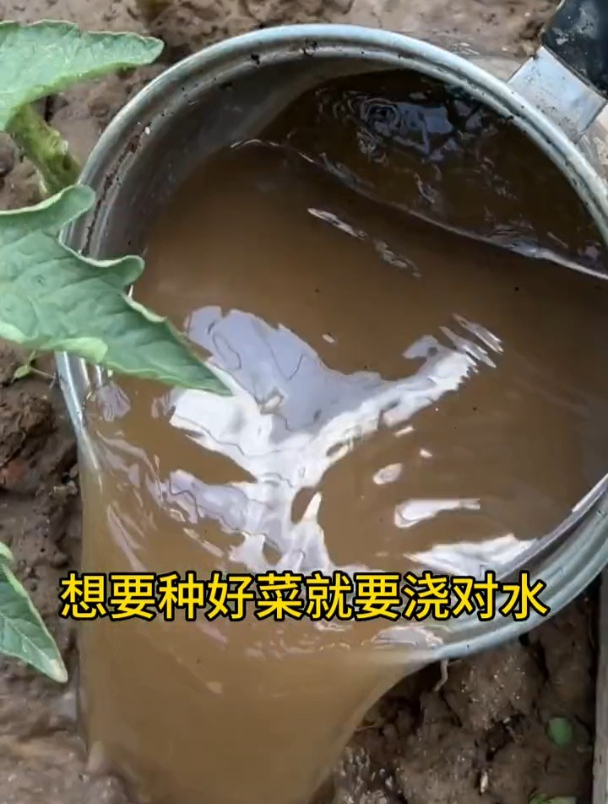 想要种好菜,用好这“几种水”,蔬菜增产防虫有奇效,比肥料好使