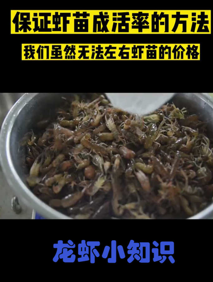 方法做的对,不愁成活率!蓝龙虾、澳洲淡水龙虾养殖