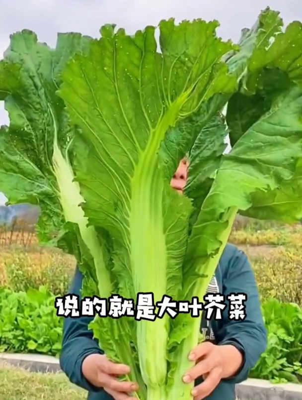 大叶芥菜,这样管理,种一次吃300多天
