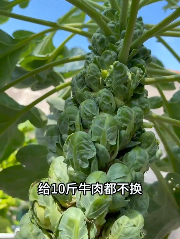 到底是什么甘蓝?还没有鸡蛋大,一斤160元,没出地头都被抢光了