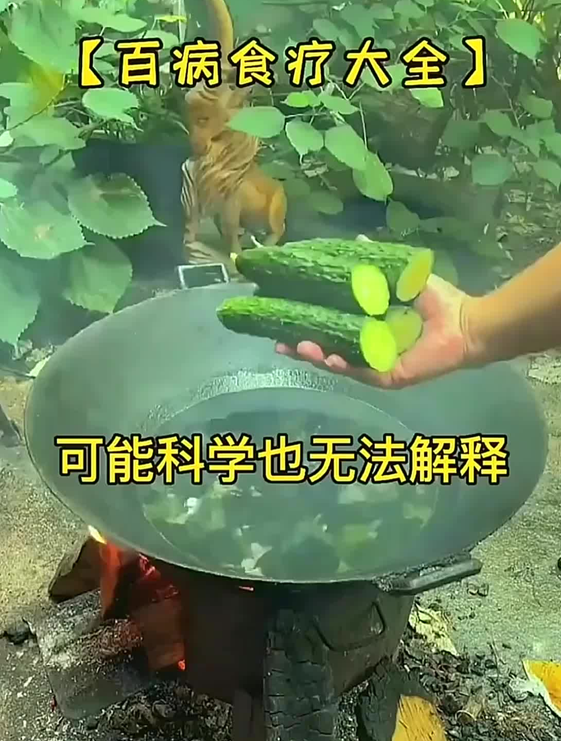 灵芝石斛汤,营养好喝助睡眠,经常熬夜失眠的人请收藏