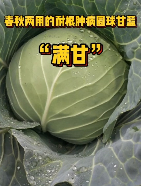 甘蓝也可以像水果一样好吃?它可以生吃,口感甜脆,没有涩味!