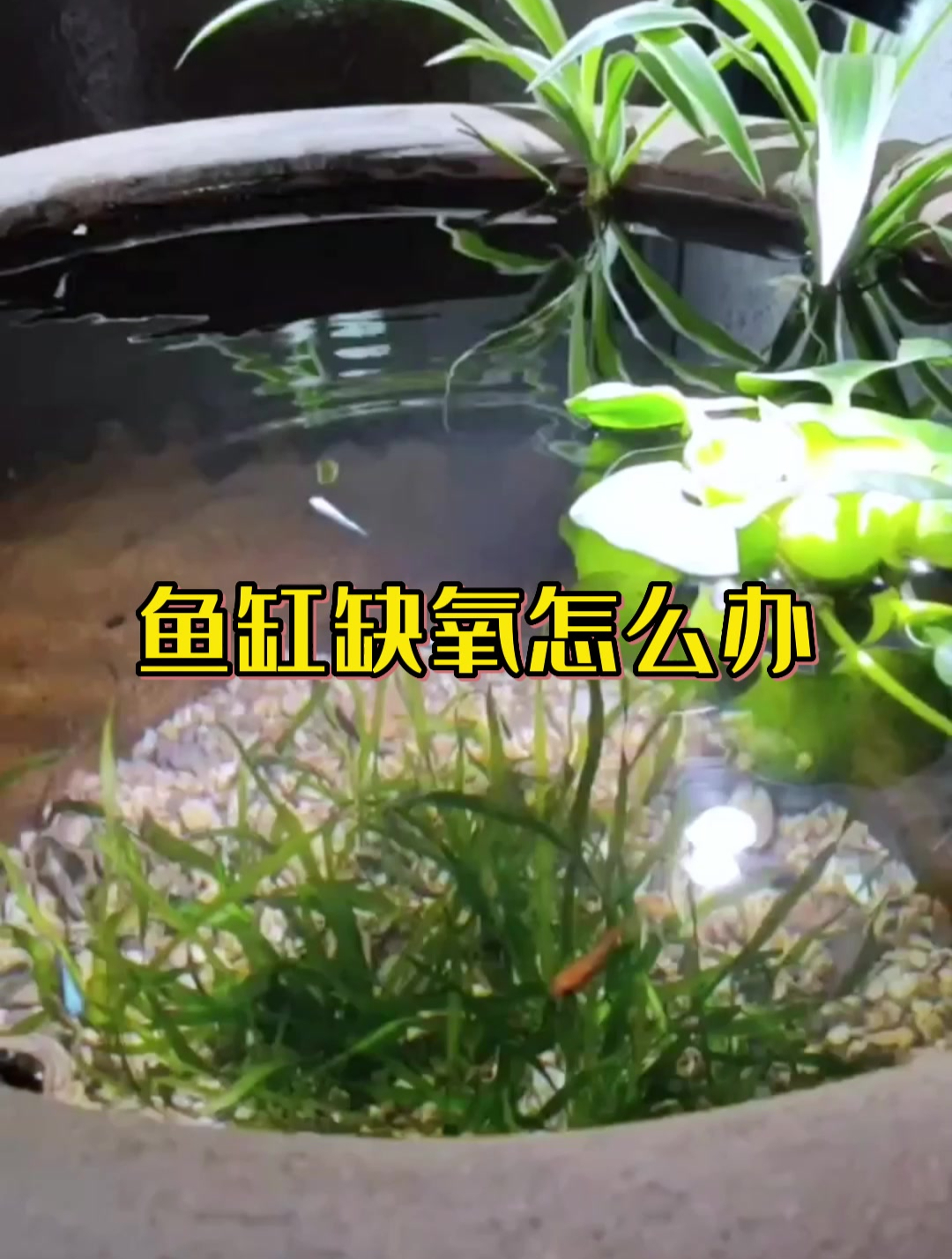 鱼缸缺氧怎么办?这个方法养鱼高手都在用!