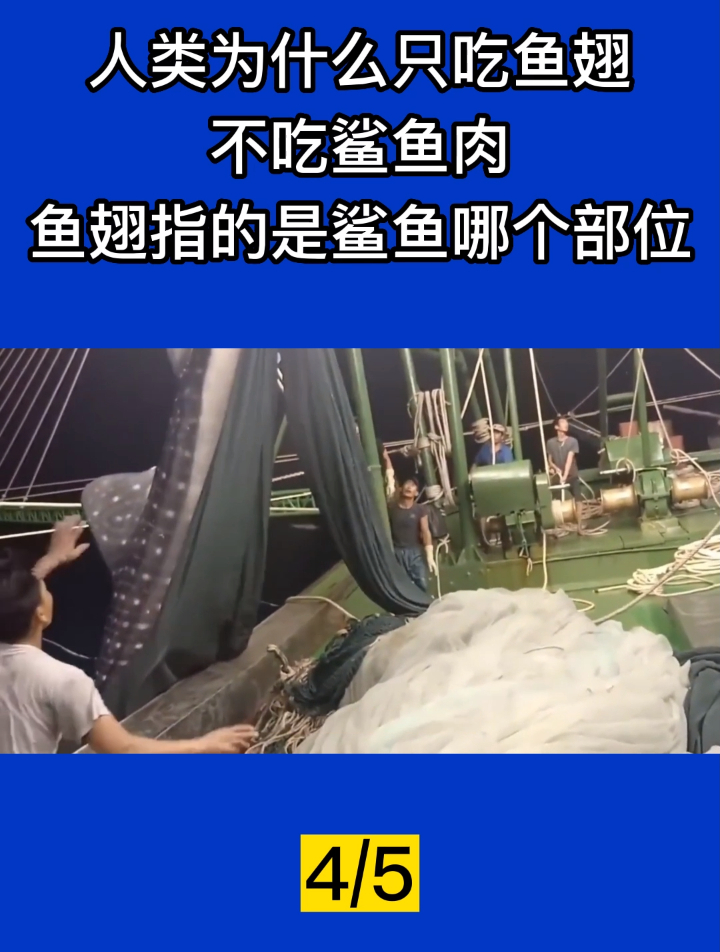 人类为什么只吃鱼翅,不吃鲨鱼肉?鱼翅指的是鲨鱼哪个部位?4