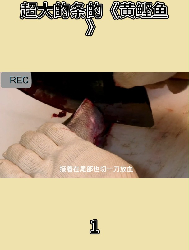 超大的条的《黄鲣鱼》1