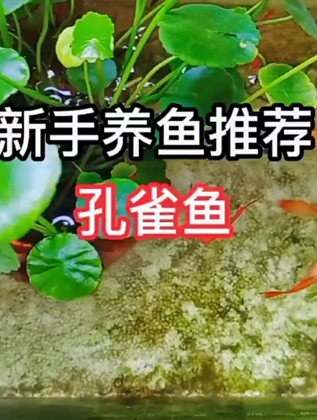 最适合新手养的鱼?孔雀鱼,有人说热带鱼怎么可能适合新手的呀~