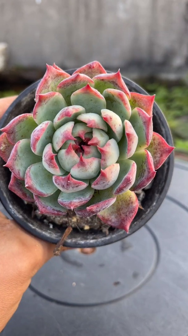 为什么韩国大妈和种多肉的大神都喜欢用纯麦饭石种多肉