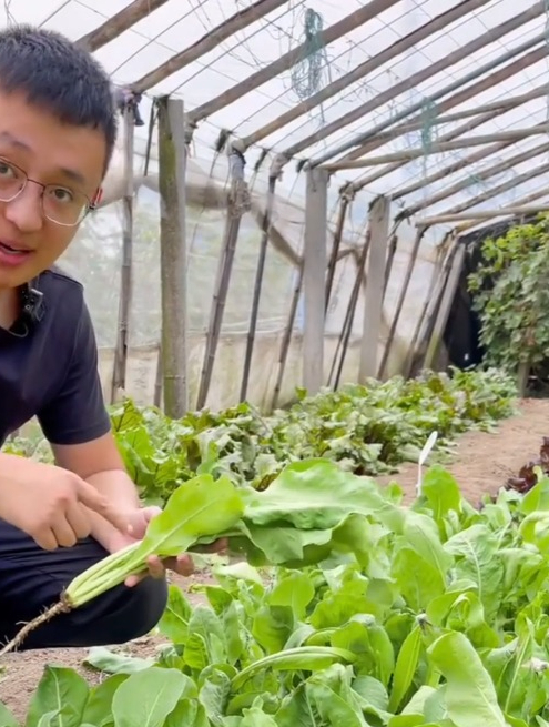 看着像油菜吃了防感冒的“板蓝根青菜”,口感清甜营养丰富!