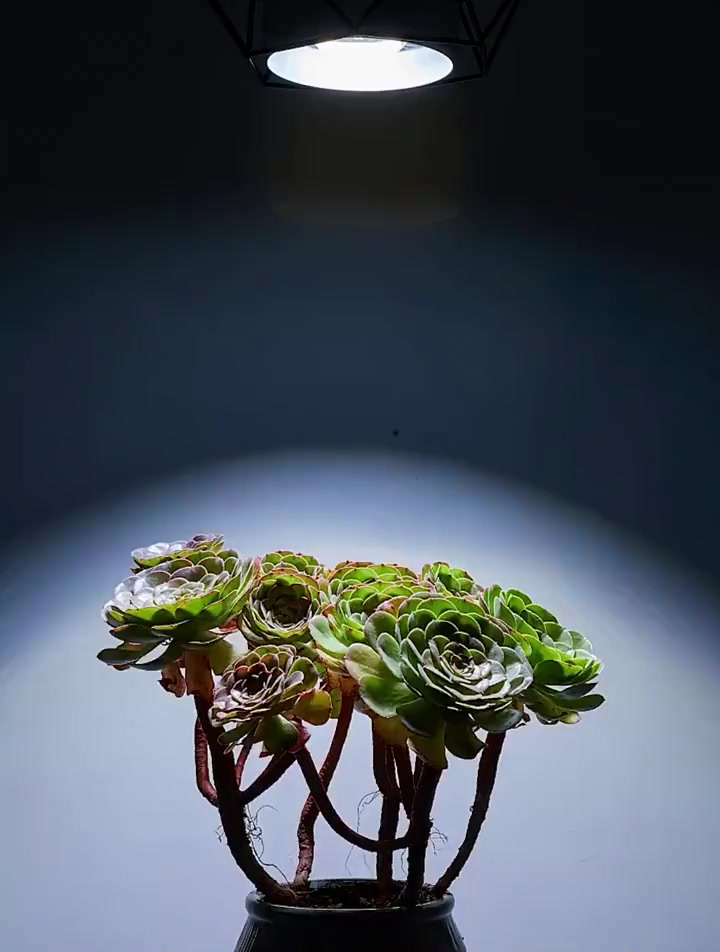 多肉法师沙拉碗,蹦蹦跳跳的就把老叶片吸收了