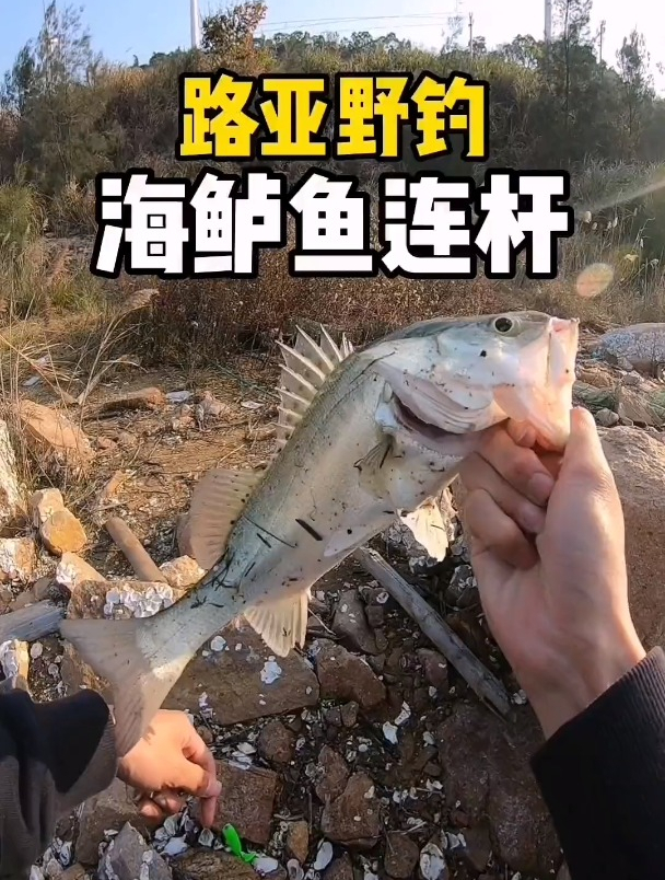 路亚野钓海鲈鱼连杆,真过瘾。路亚海鲈