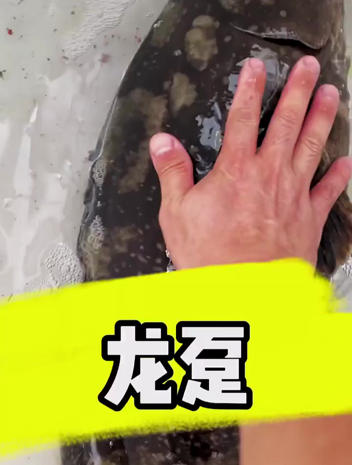 专吃鲨鱼的鱼到了