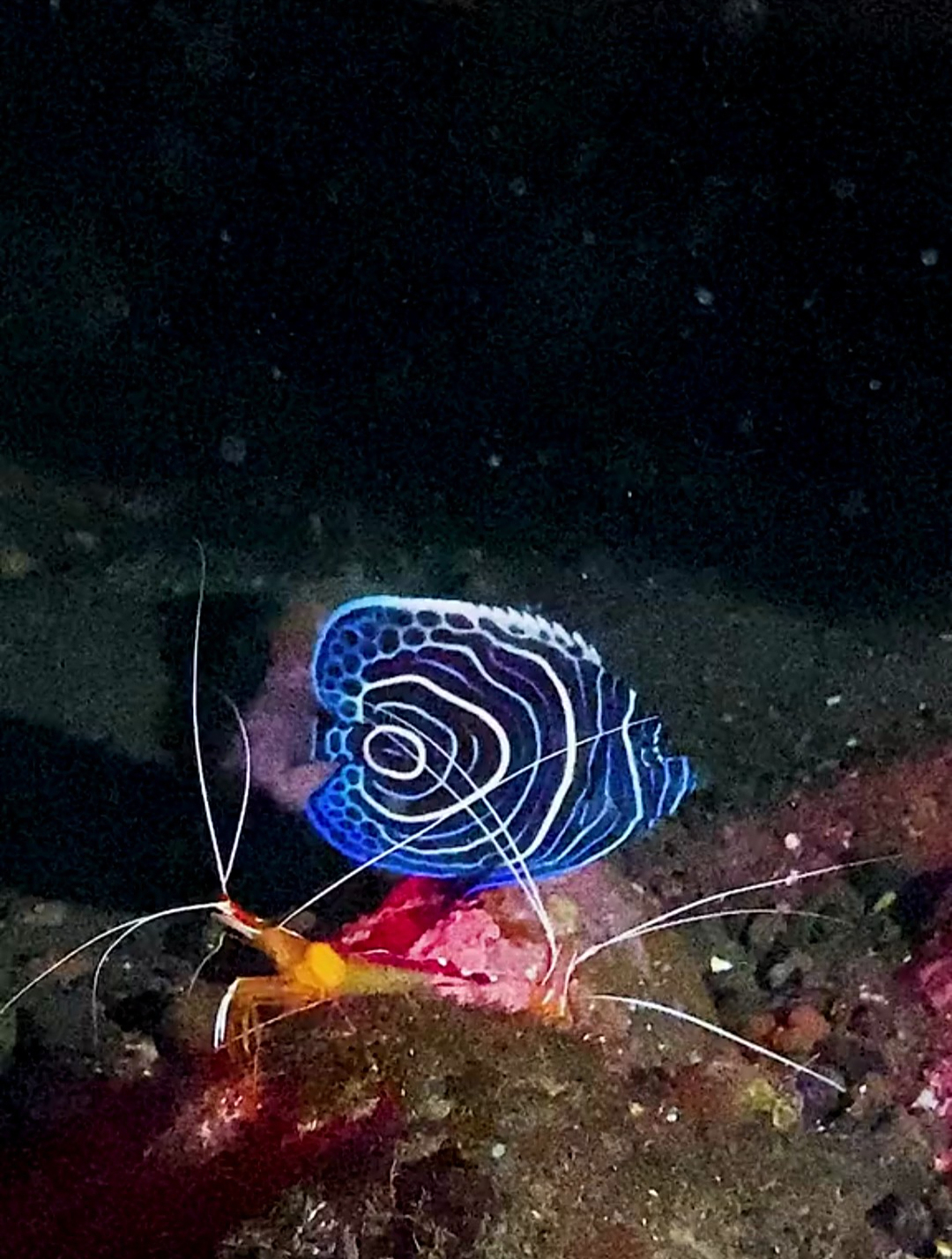 海底世界:鱼儿身上雕刻着蓝色圈圈纹