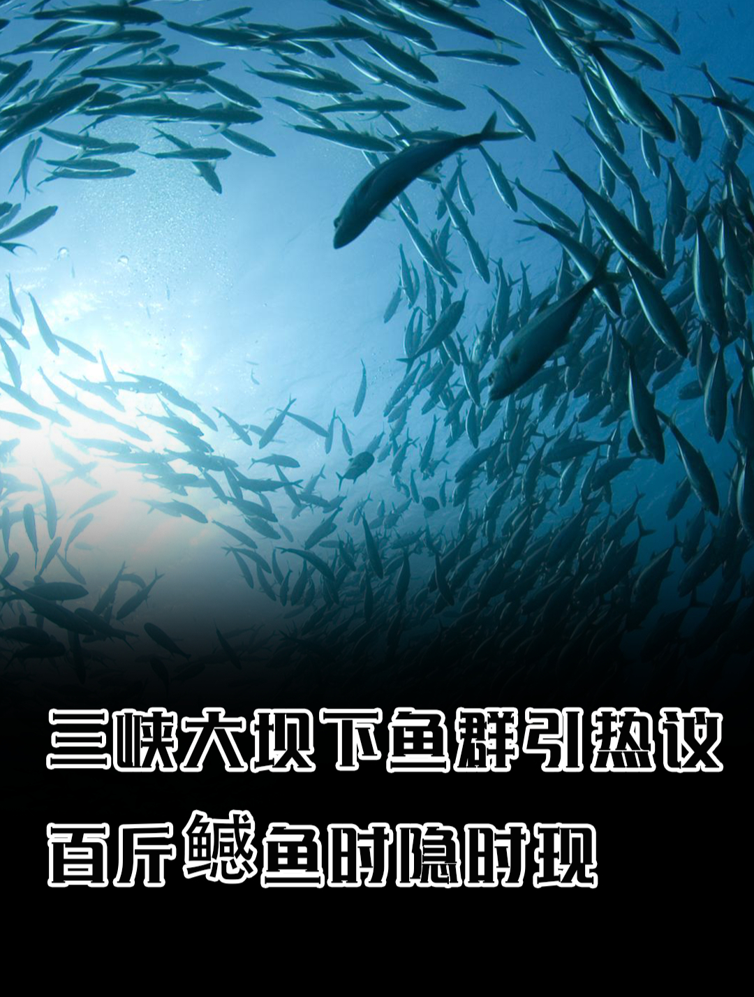 三峡大坝聚集巨型鱼群,是阻挡鱼类洄游,还是因为十年禁渔?