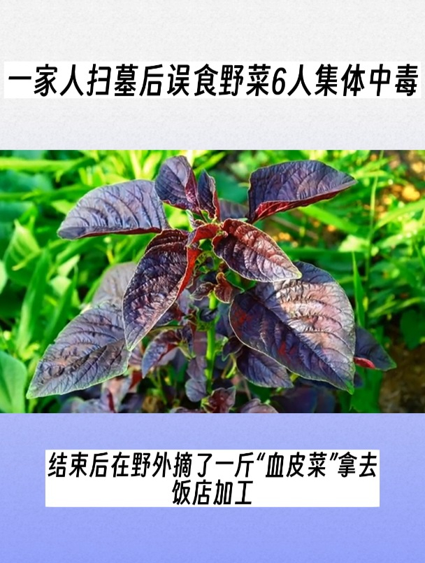 四川一家6口扫墓误认“化儿草”为“血皮菜”食用,6人集体中毒!