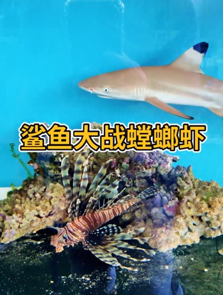 鲨鱼大战螳螂虾,狮子鱼是左右为难啊