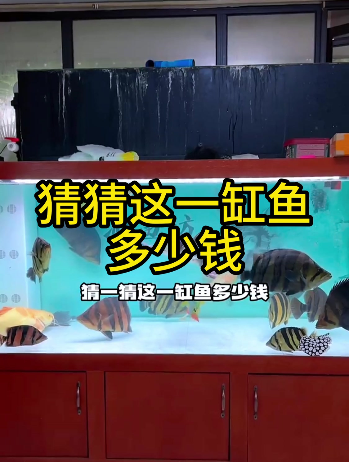 猜一猜这一缸鱼需要多少个W?懂鱼的人投来了羡慕的眼光!