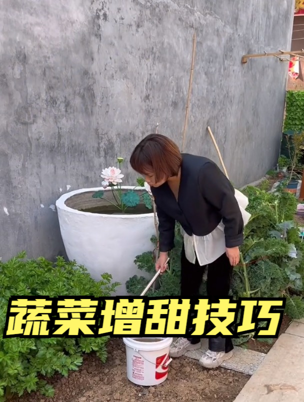 饼肥可以增甜,但如何使用呢?两勺兑一桶水,泡一晚上即可浇菜