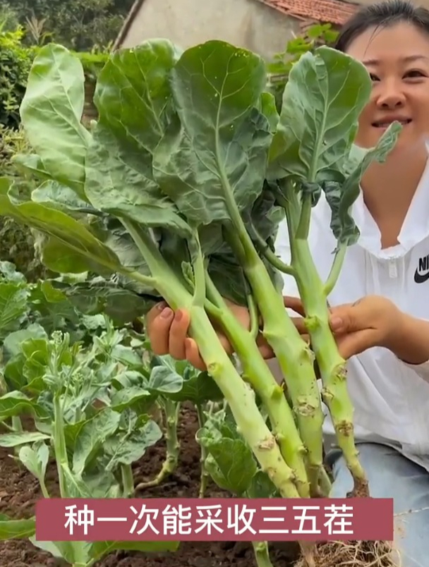 市场上少见的蔬菜,长相似“鸡腿”,还能像韭菜一样割着吃!