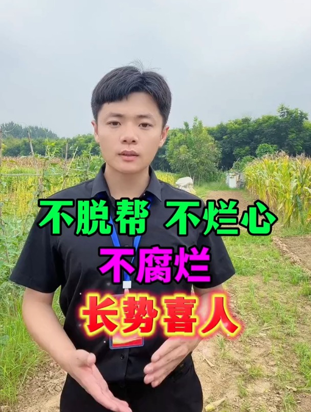 白菜软腐病,已成为摆在农民朋友眼前的一道难题,科学防治有窍门