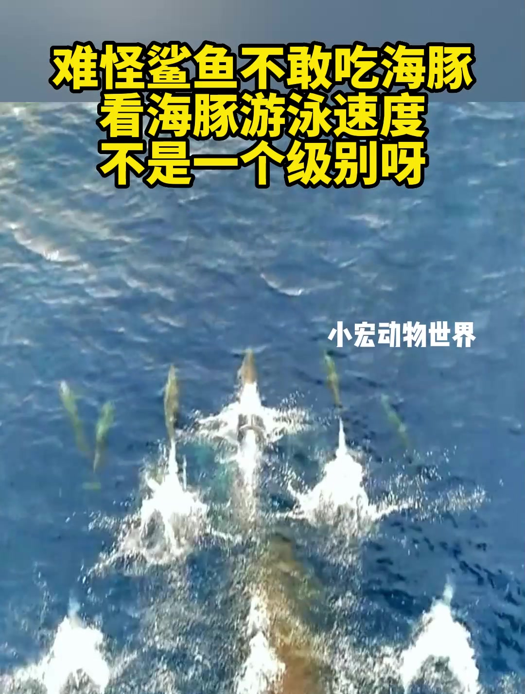 难怪鲨鱼不敢吃海豚,看海豚游泳速度,不是一个级别呀