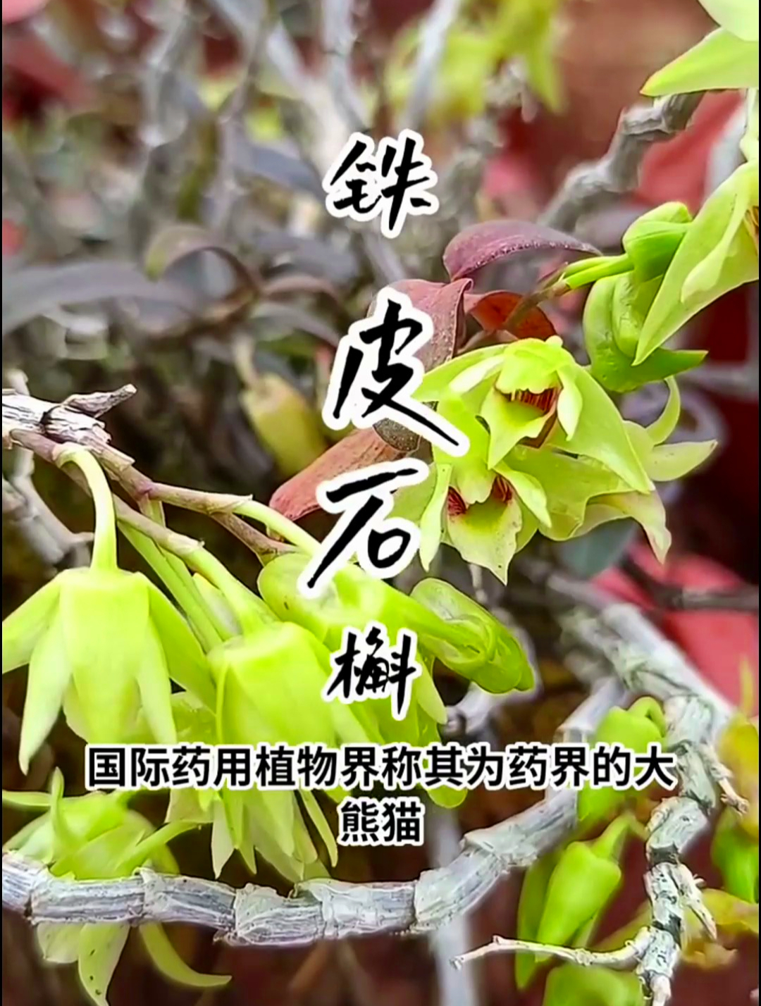 植物科普:铁皮石斛,有延缓衰老的功效,药用价值也很高