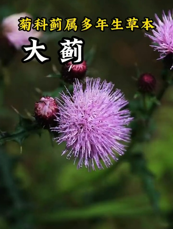 大蓟,菊科蓟属多年生草本,也叫大刺儿菜,你那里叫它什么呢?