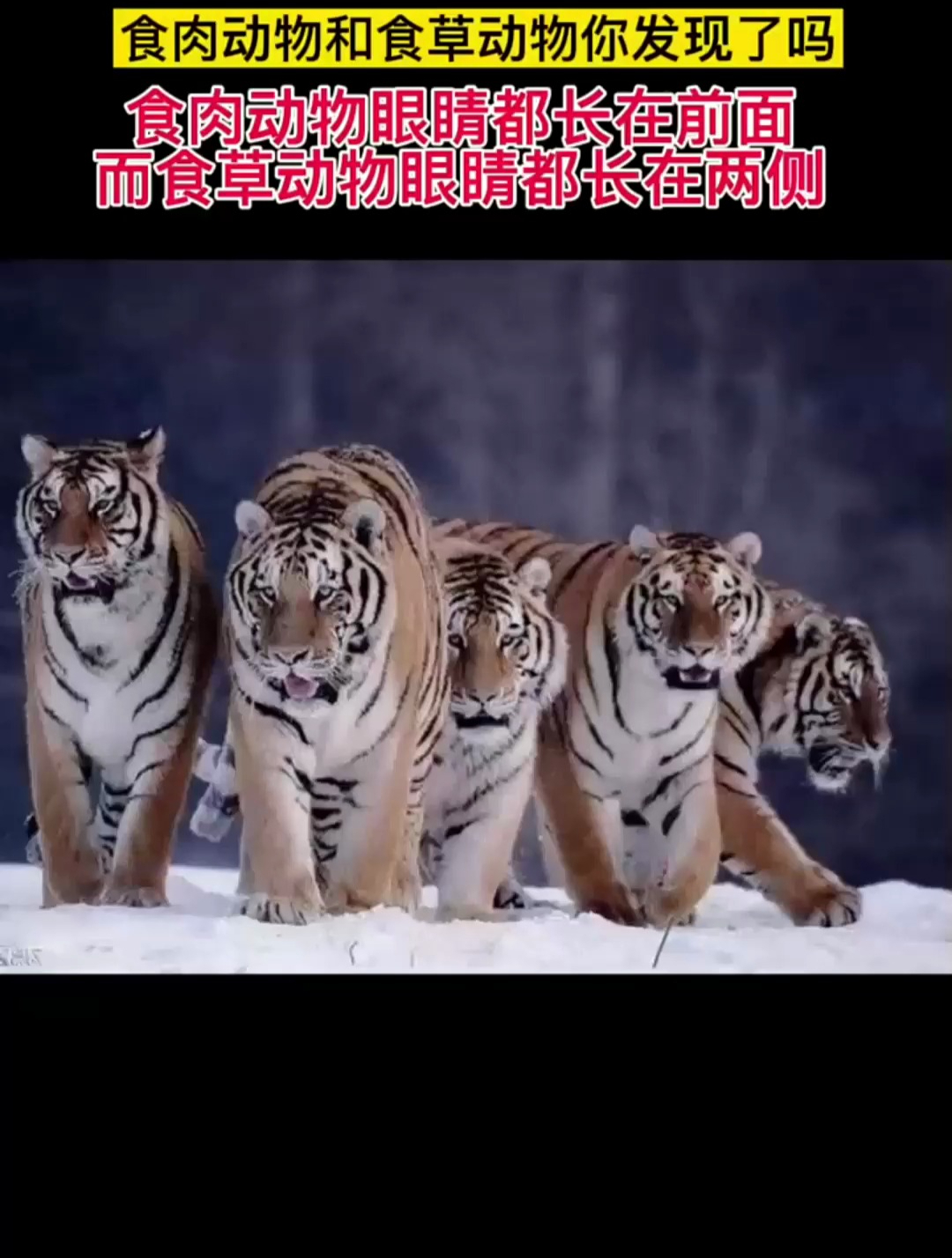 你发现食肉动物和食草动物的区别了吗?