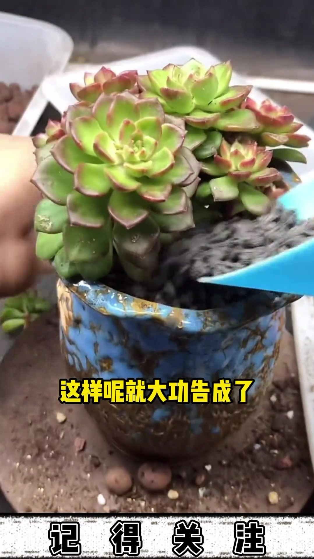 关注我!每天分享多肉养护知识
