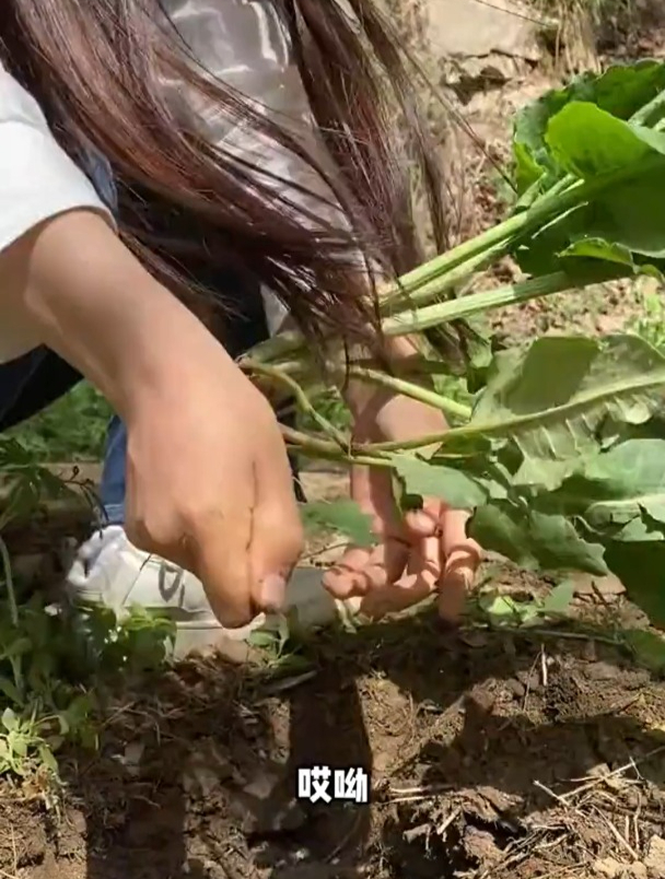 土大黄为什么又叫野菠菜,你知道吗