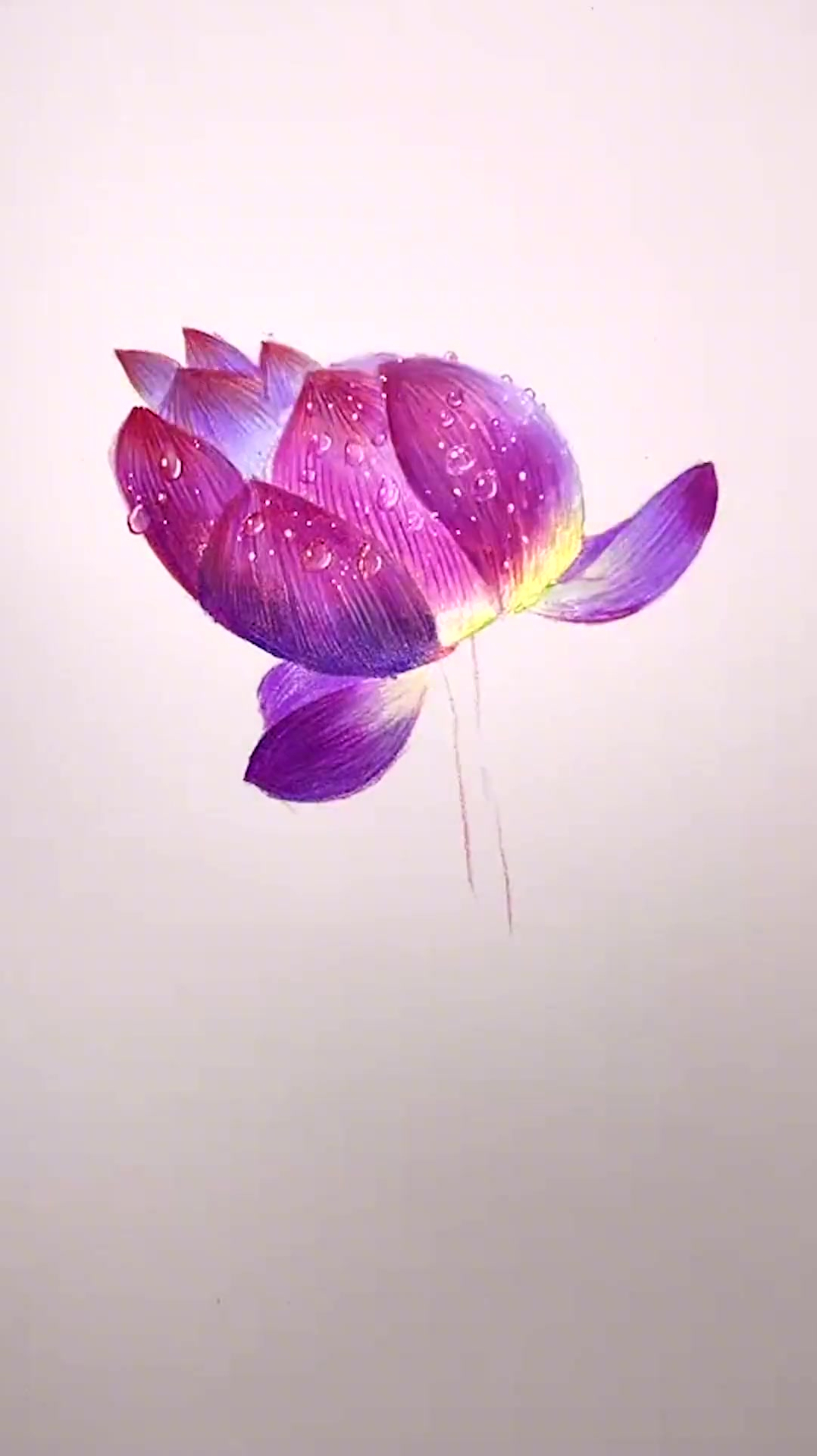 美丽待放的荷花,彩铅画