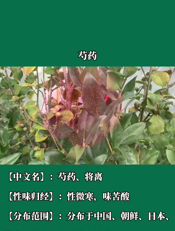 芍药是既能yao用 又能观赏的植物