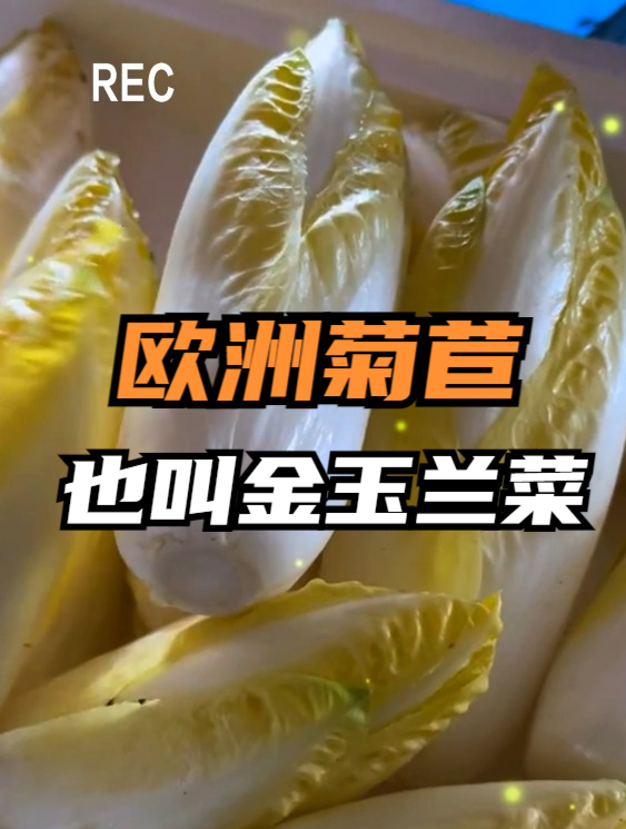 欧洲引进的贵族菜,长相极似娃娃菜,根口感像山药,九成人没见过