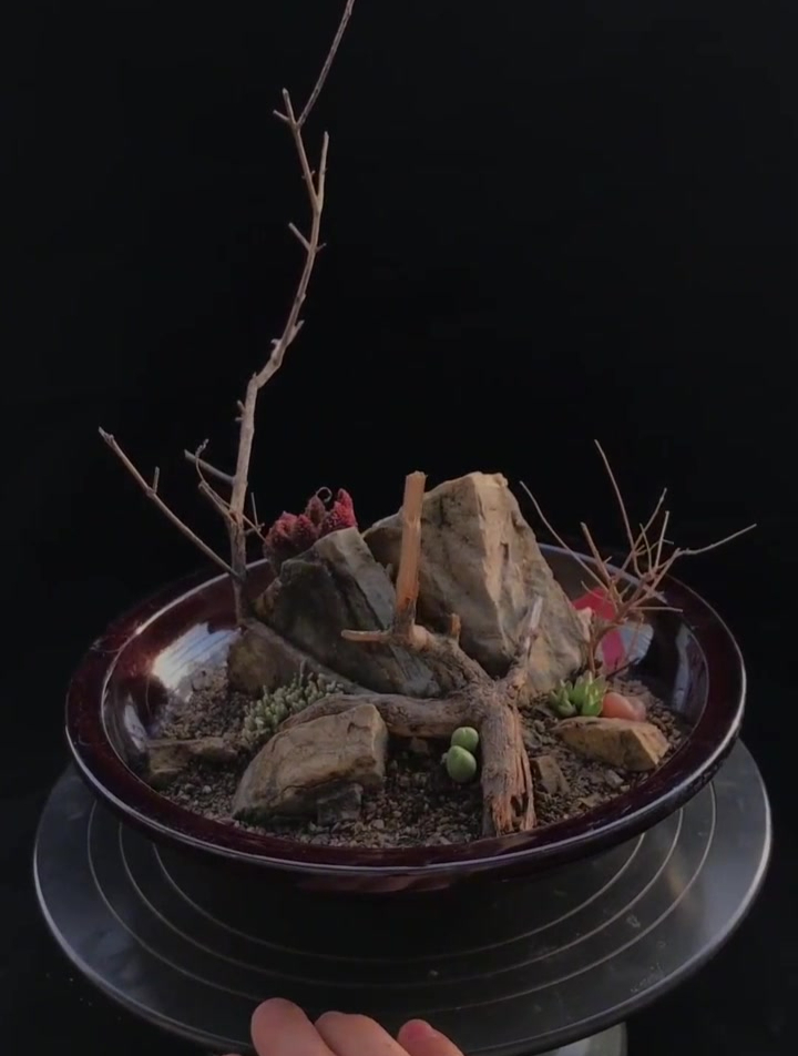多肉植物原生造景 放上一只蜥蜴就是爬虫原生造景