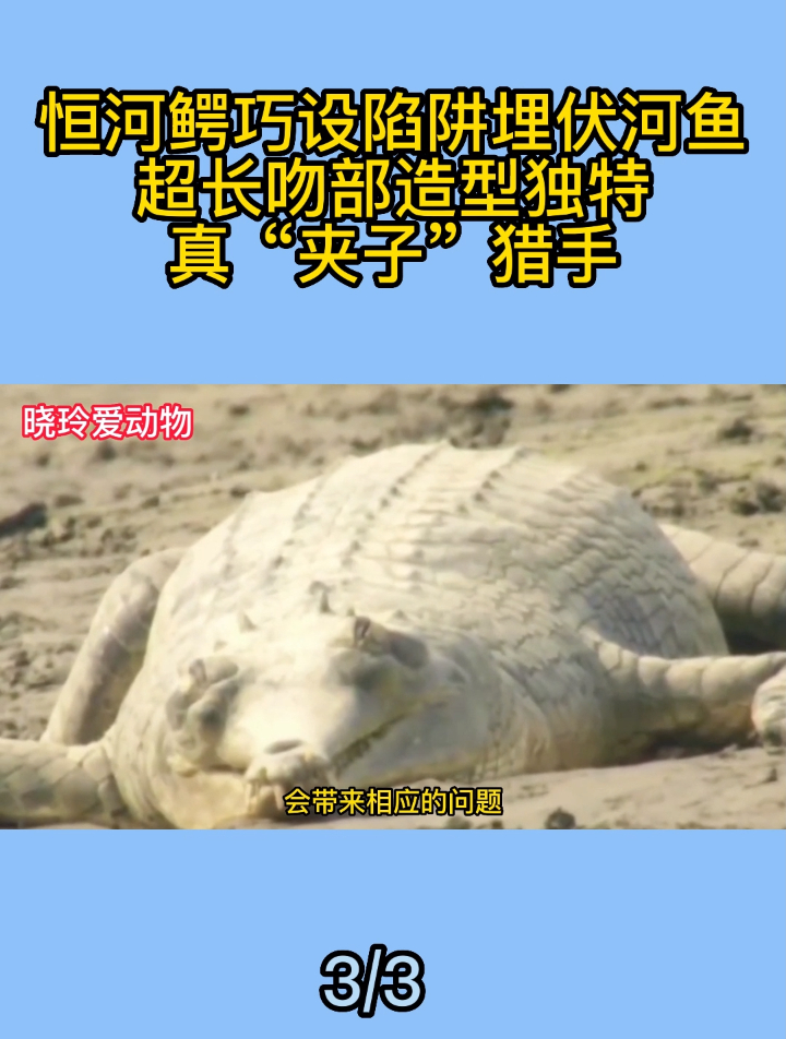 恒河鳄巧设陷阱埋伏河鱼,超长吻部造型独特,真“夹子”猎手3