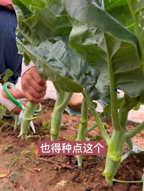 鸡腿芥兰是稀有蔬菜,广东人常用它做凉拌菜,口感好,营养高!