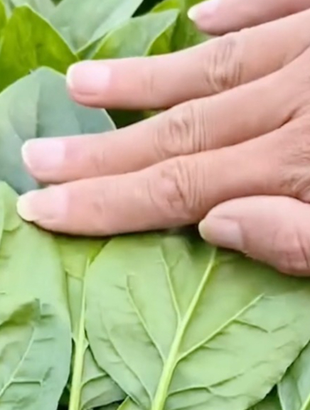 种植大叶菠菜非常简单,掌握这两个窍门,叶片肥嫩,出苗快!