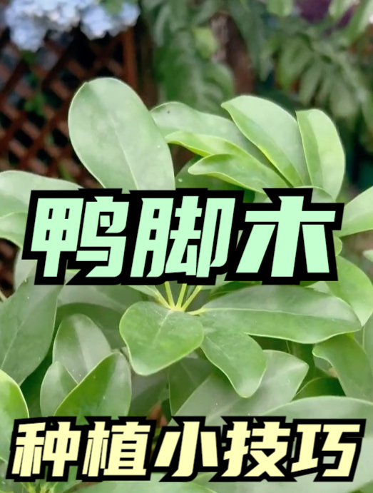 老花农“零失败”教你养殖鸭脚木,从这点入手“伺候”,长势飞快