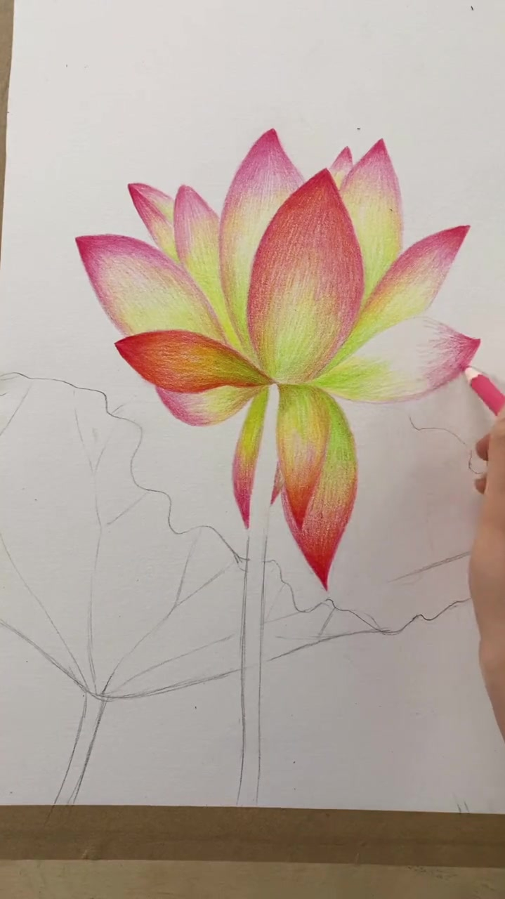 彩铅画,画一朵美丽的荷花