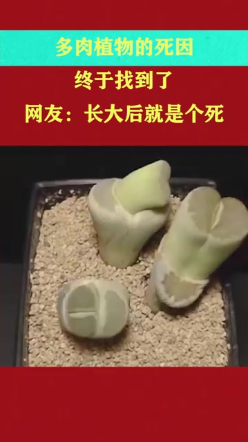 多肉植物的死因终于找到了,网友:长大后就是个死